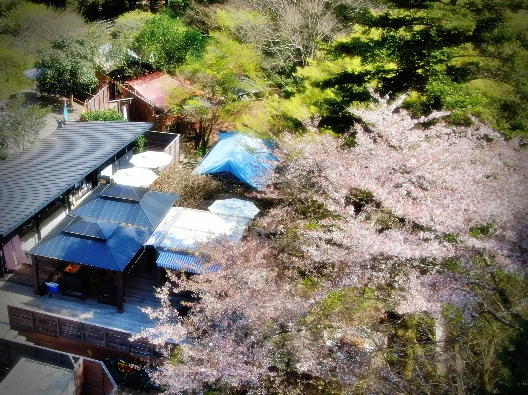 sakura | 伊豆グランピングリゾートIshiki385